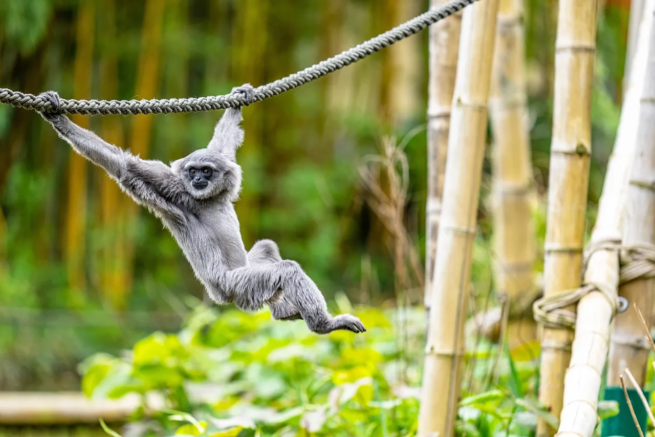 gibbon swinging on a rope in an outdoor setting