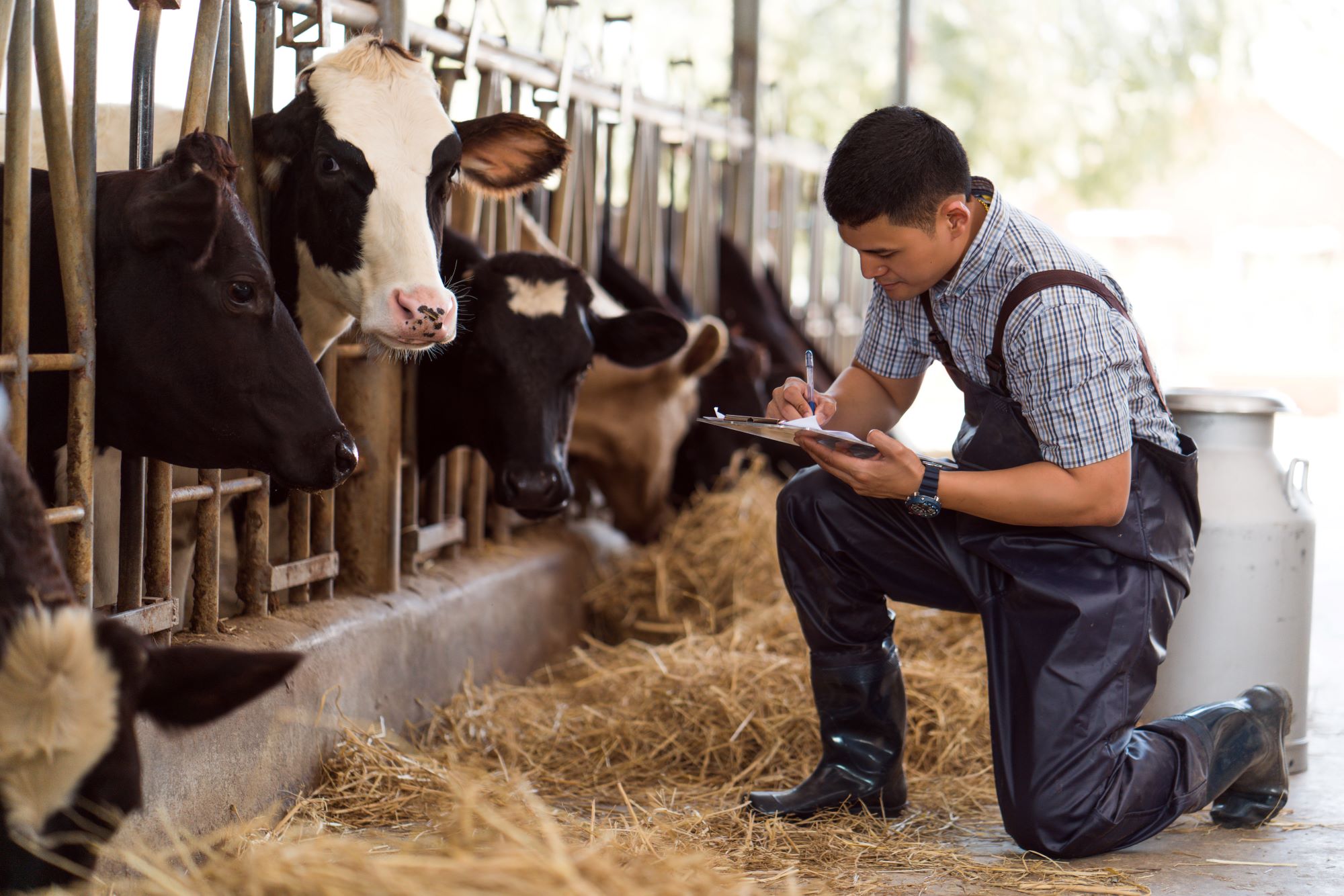 Producer kneeling next to row of dairy cows