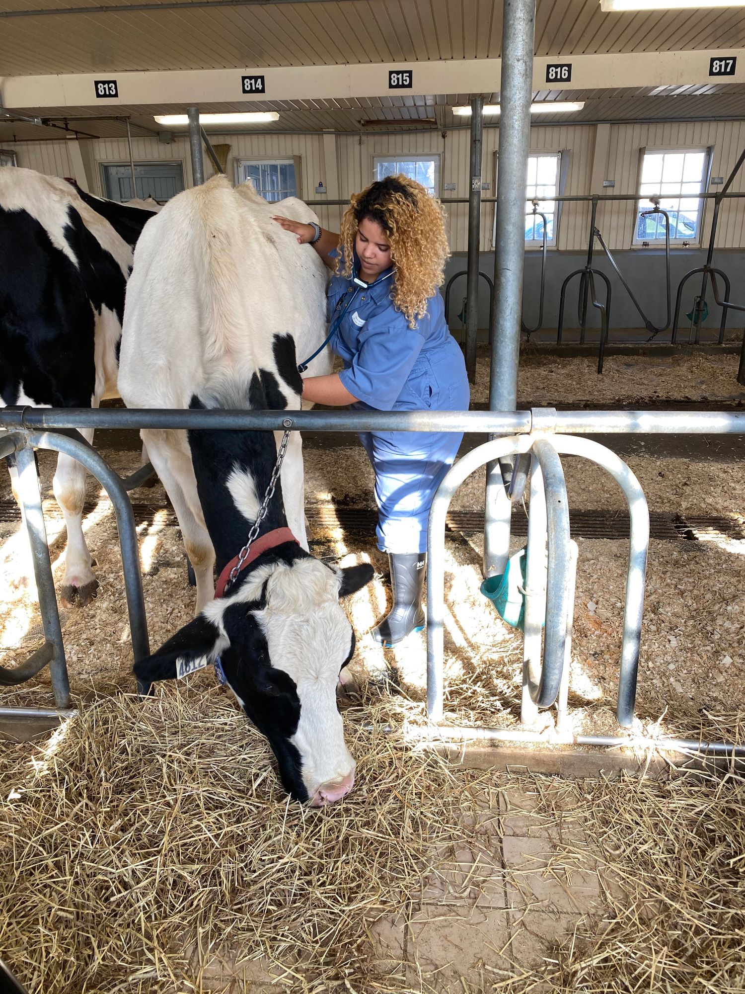 Female veterinary technician examining a cow