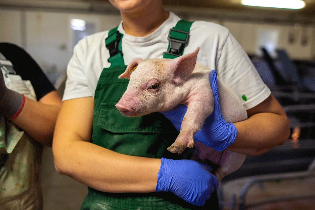 a person in overalls and gloves holding a pink piglet