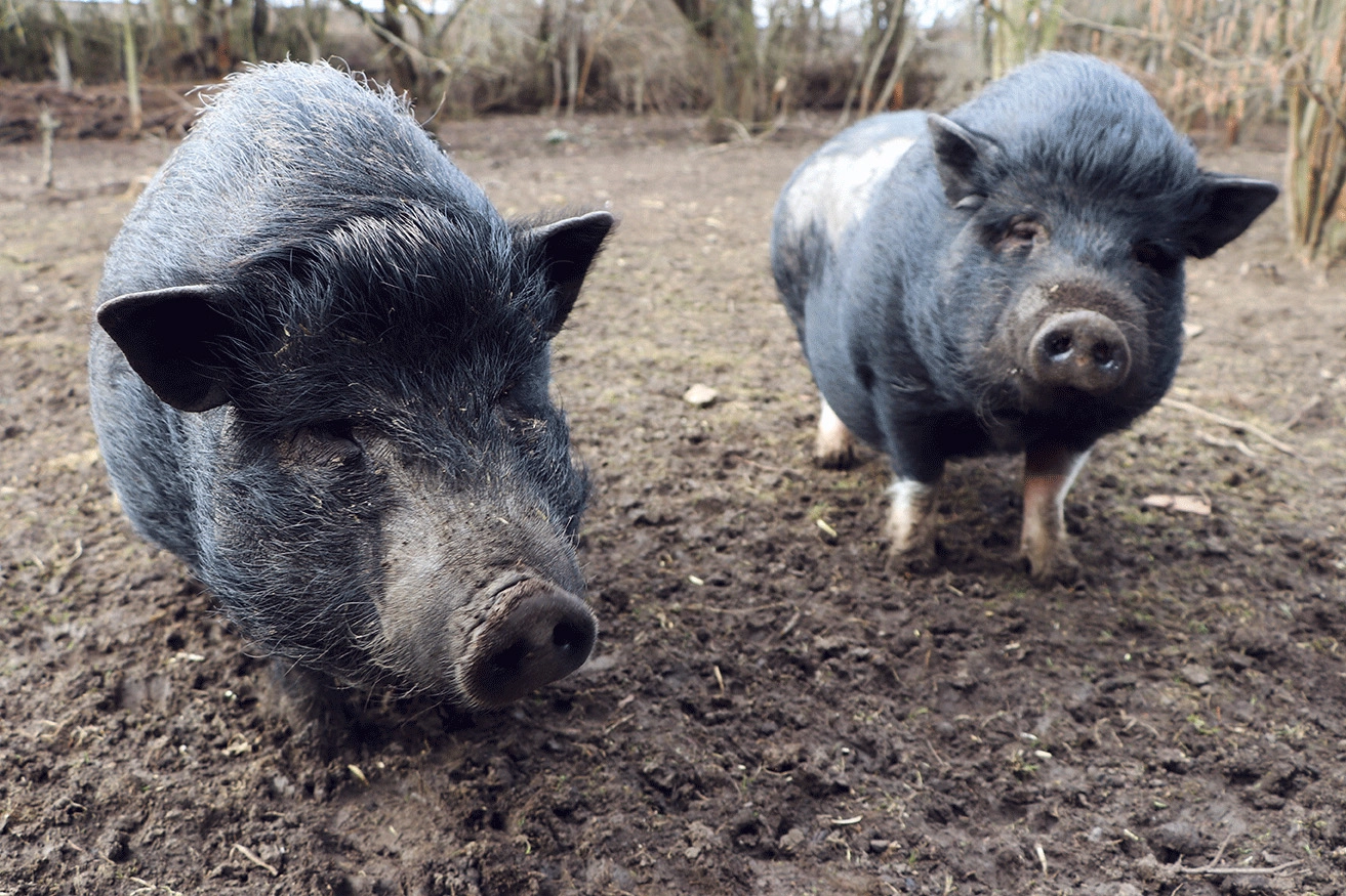 two black mini pigs in an outdoor pen