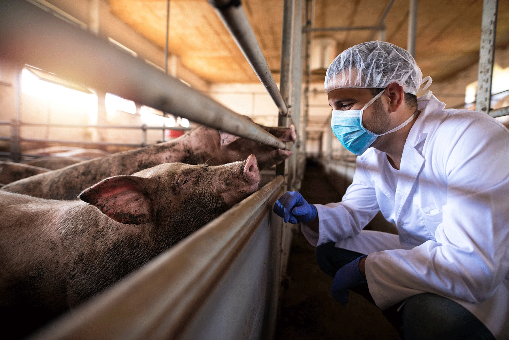 veterinarian in a mask checking pigs