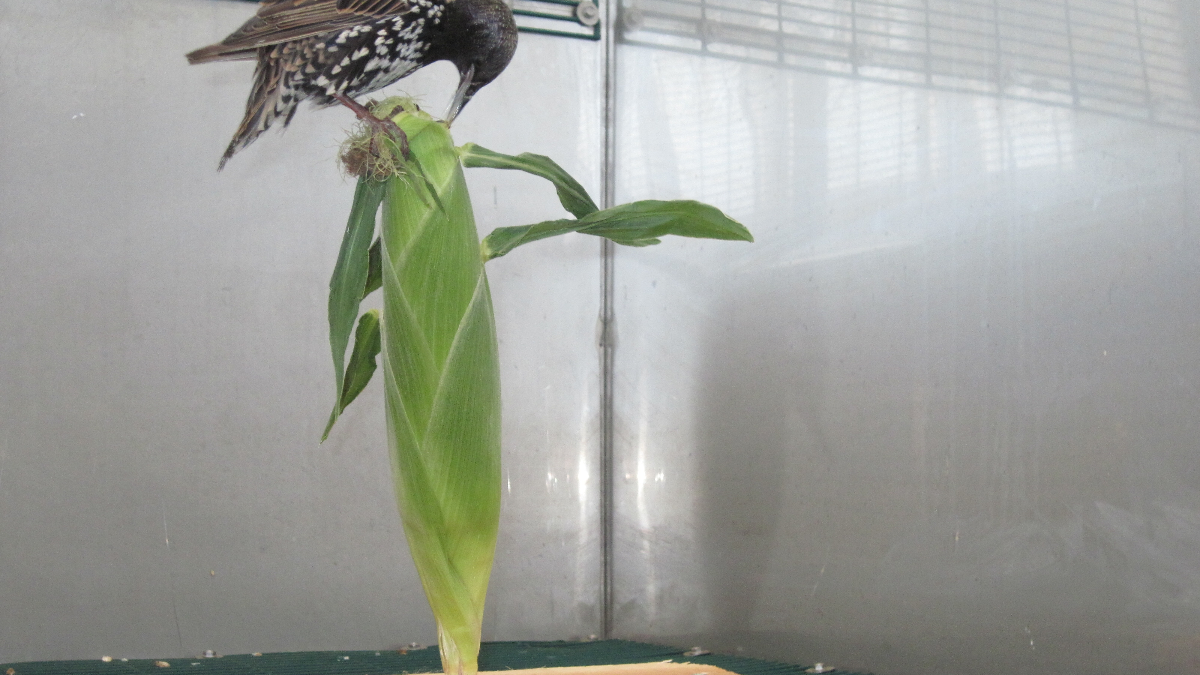 European starling sitting on an ear of sweet corn