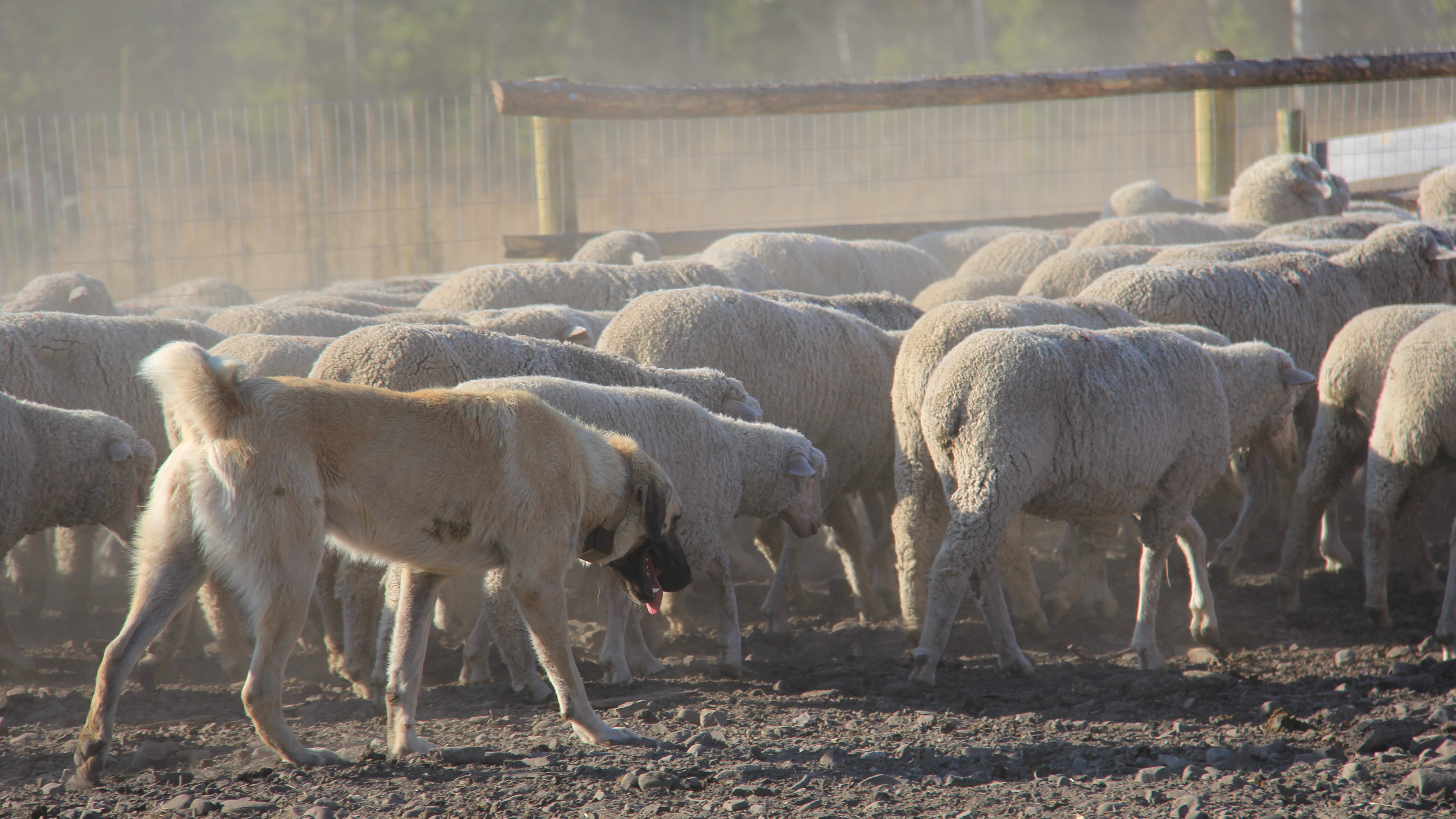 Kangal with sheep