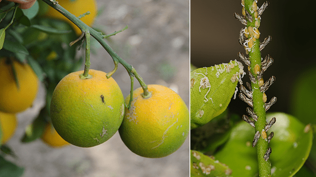 (left) Abnormally small oranges on a branch. The fruit is orange at the top near the stem but gradually changes to dark green on the bottom. (right) Asian citrus psyllid (ACP) adults, nymphs, and eggs on citrus flush. 