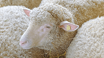 Close-up of a grayish-white sheep with an ear tag.