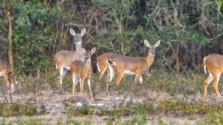 white-tailed deer in the woods