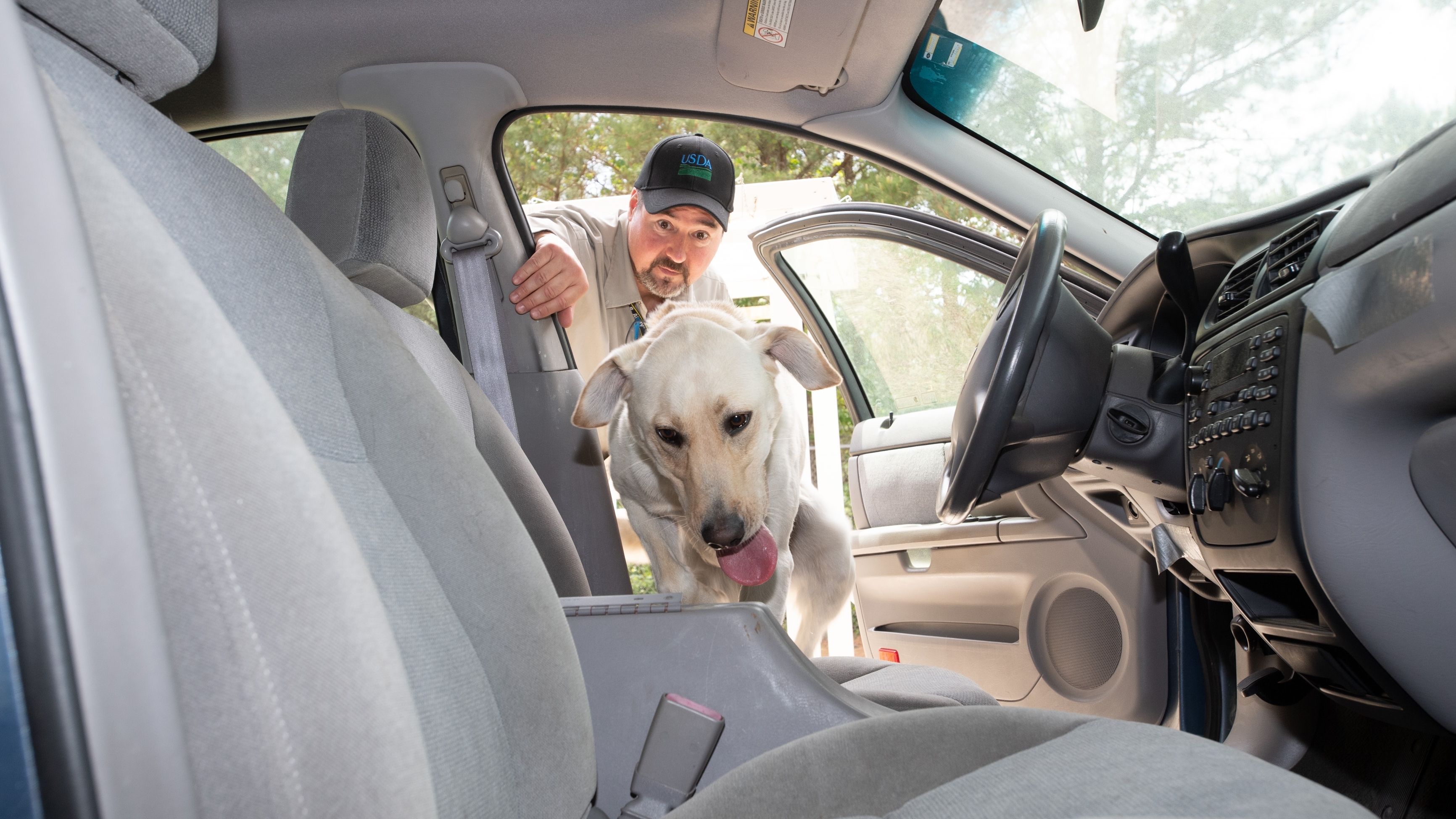 Detector dog inspecting the interior of a car