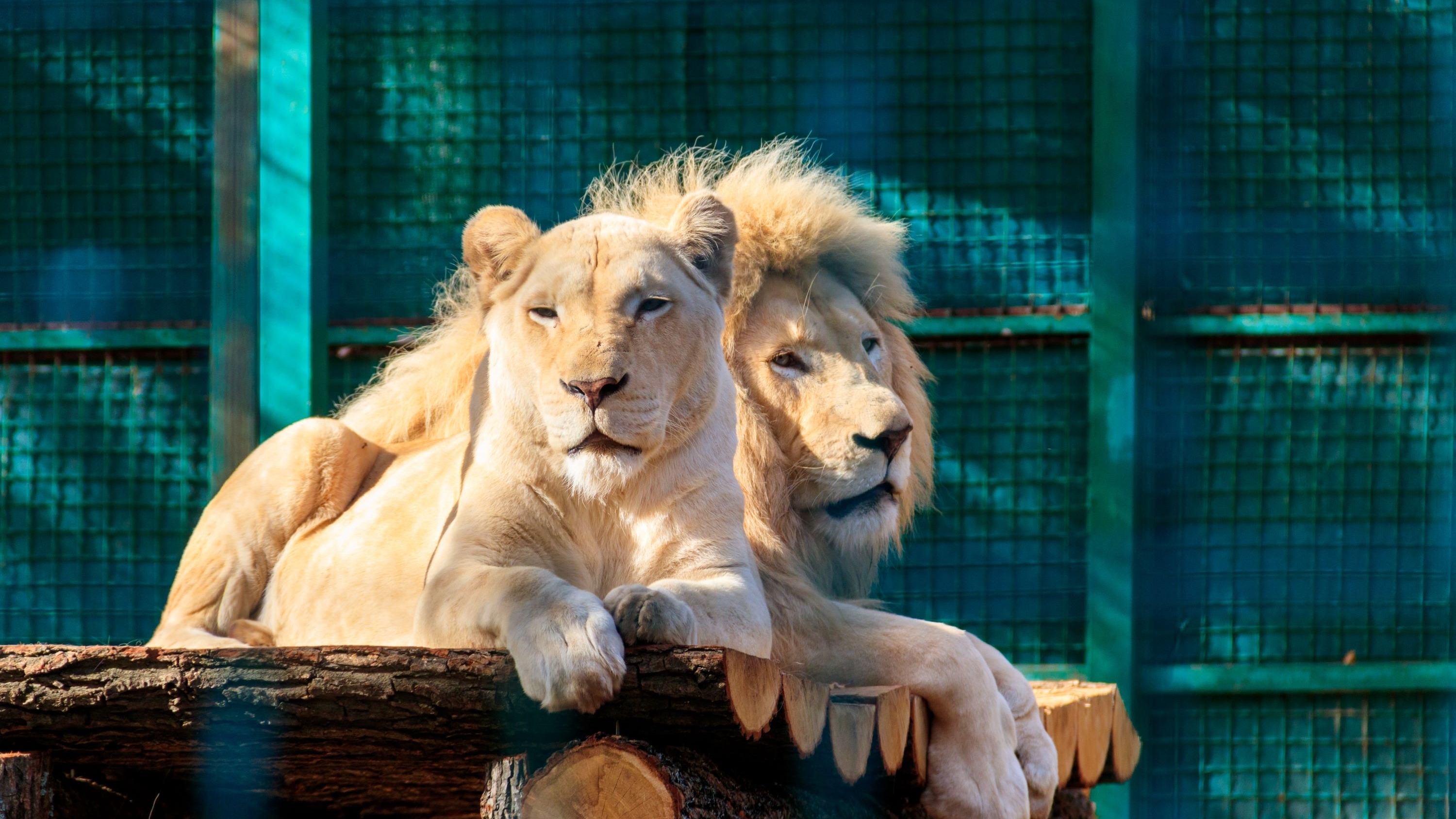 Two lions in a zoo enclosure