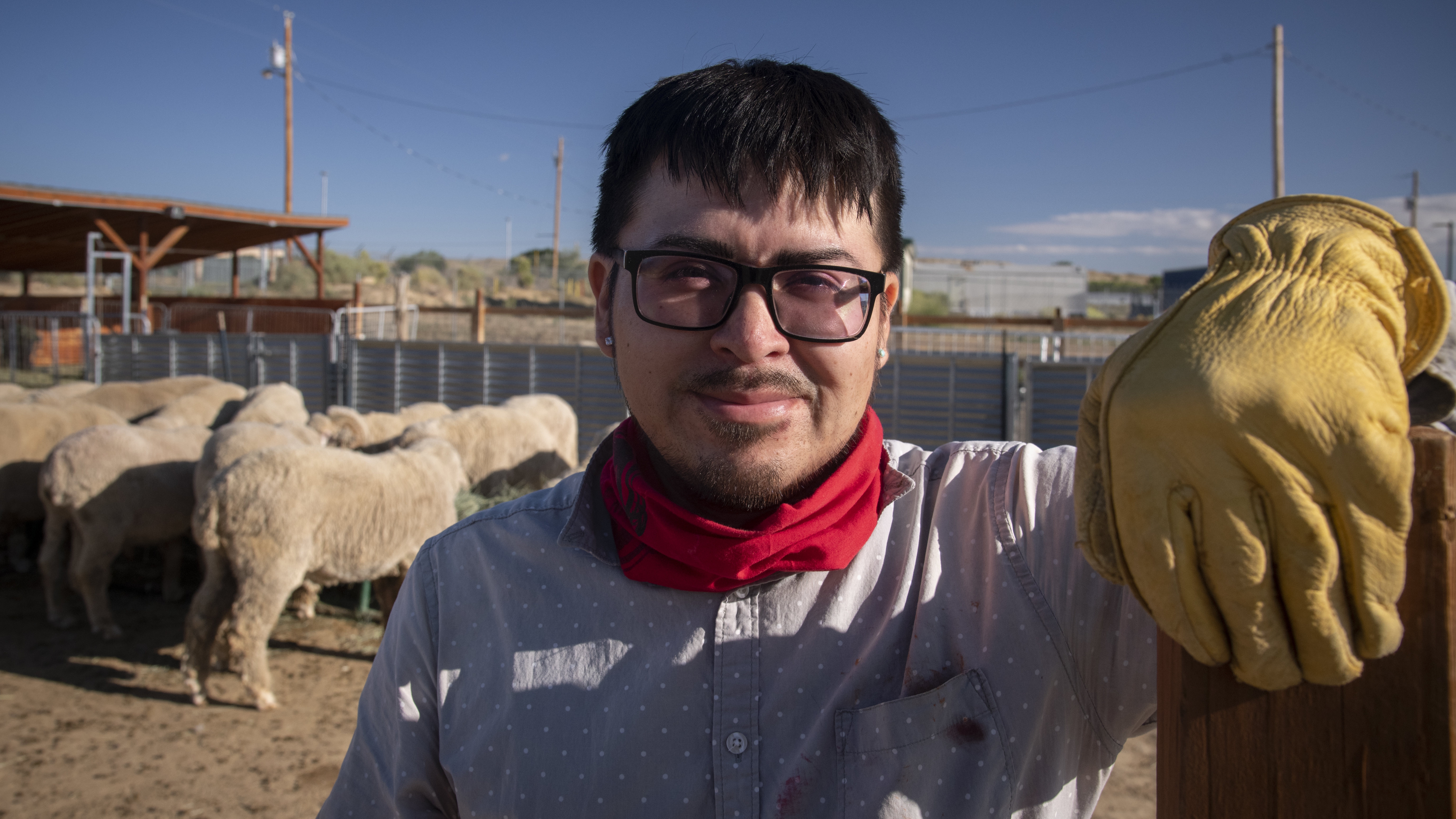 Native American farmer standing in front of a group of sheep