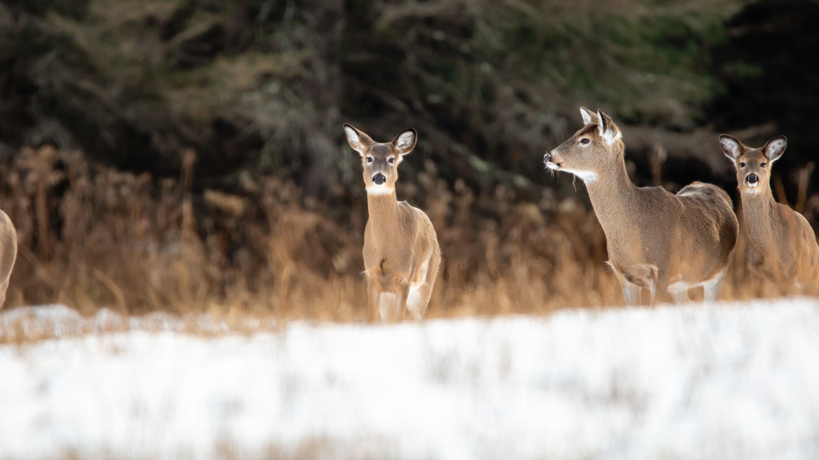 Five brown deer standing in a snow-covered field