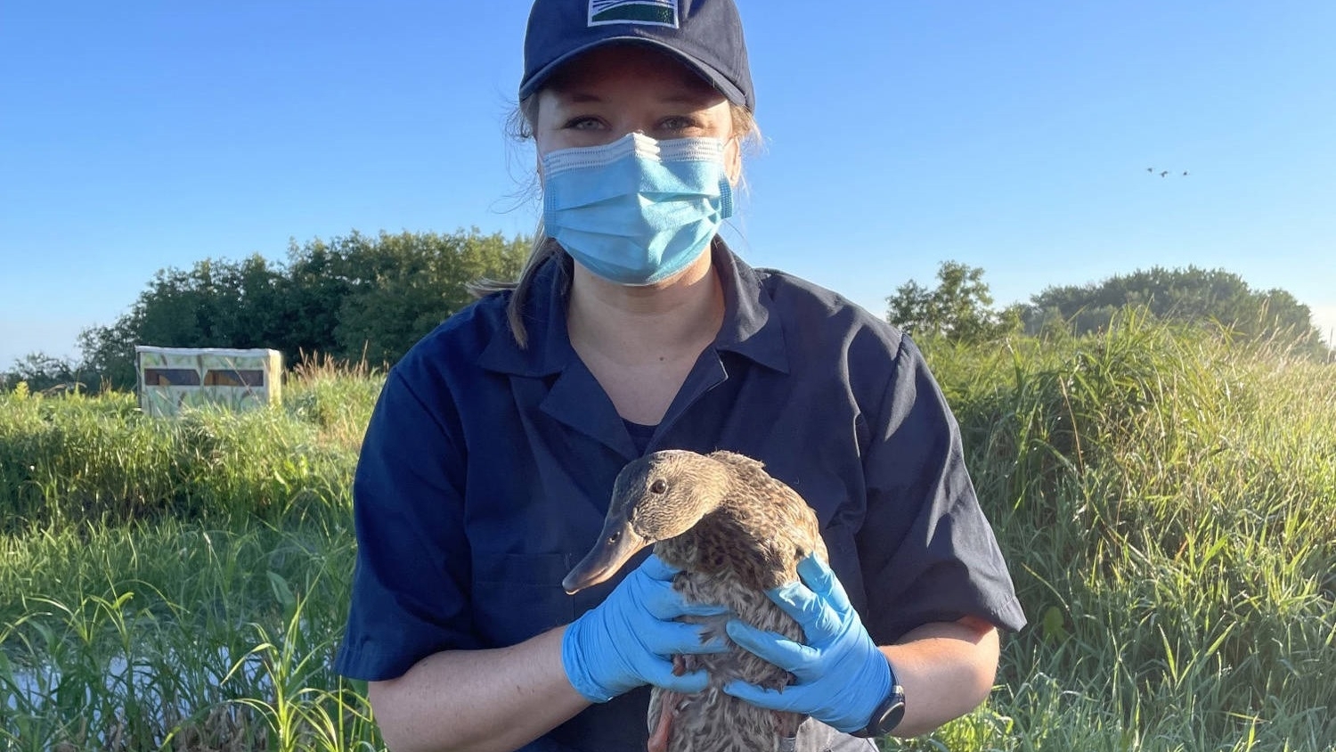 Wildlife Services employee wearing blue latex gloves holding a duck