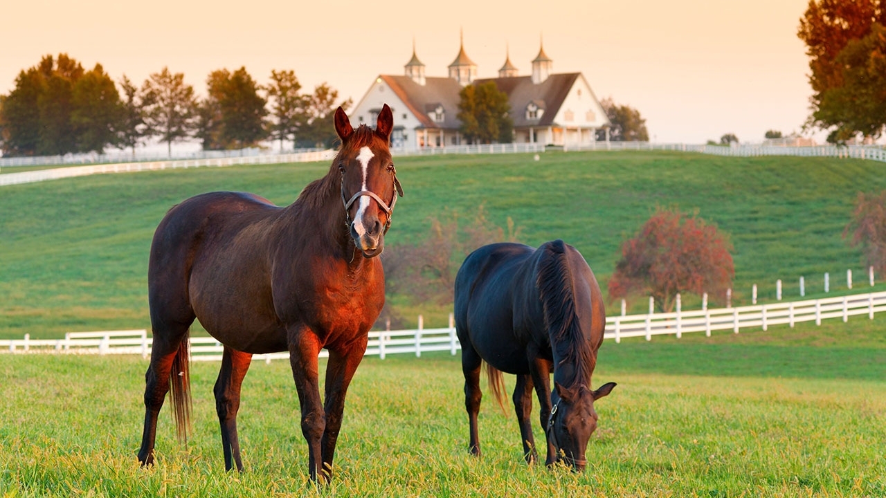 Two horses standing in a field