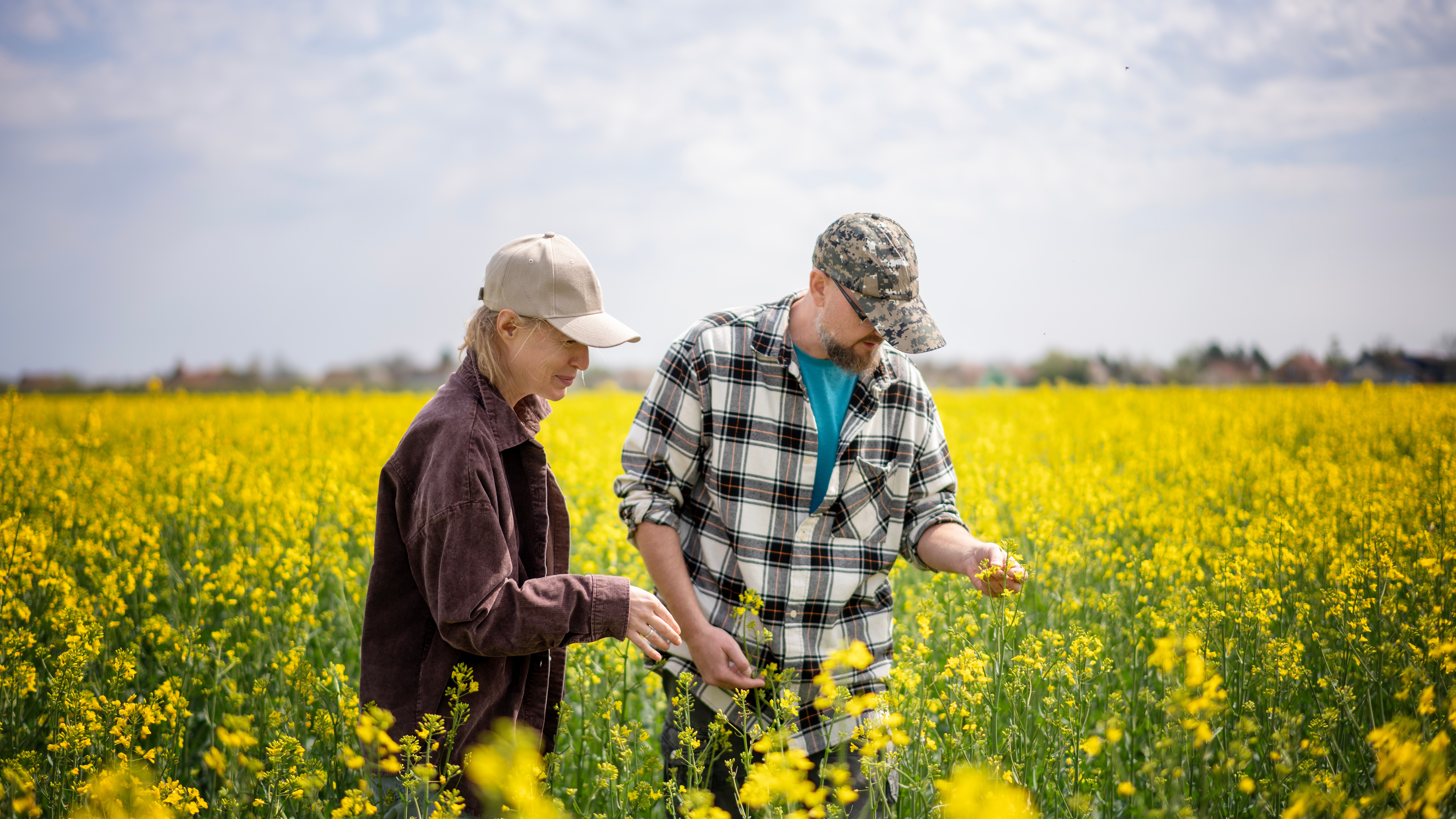 Two farmers standing in a spring flowering canola field checking the quality of seedlings