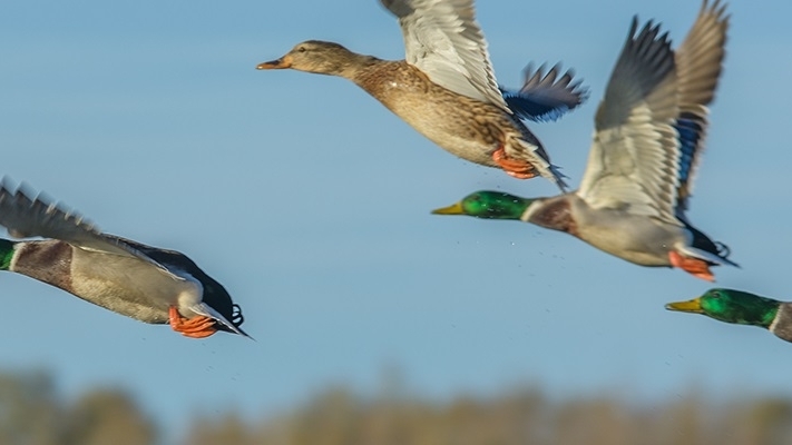 wild ducks in flight