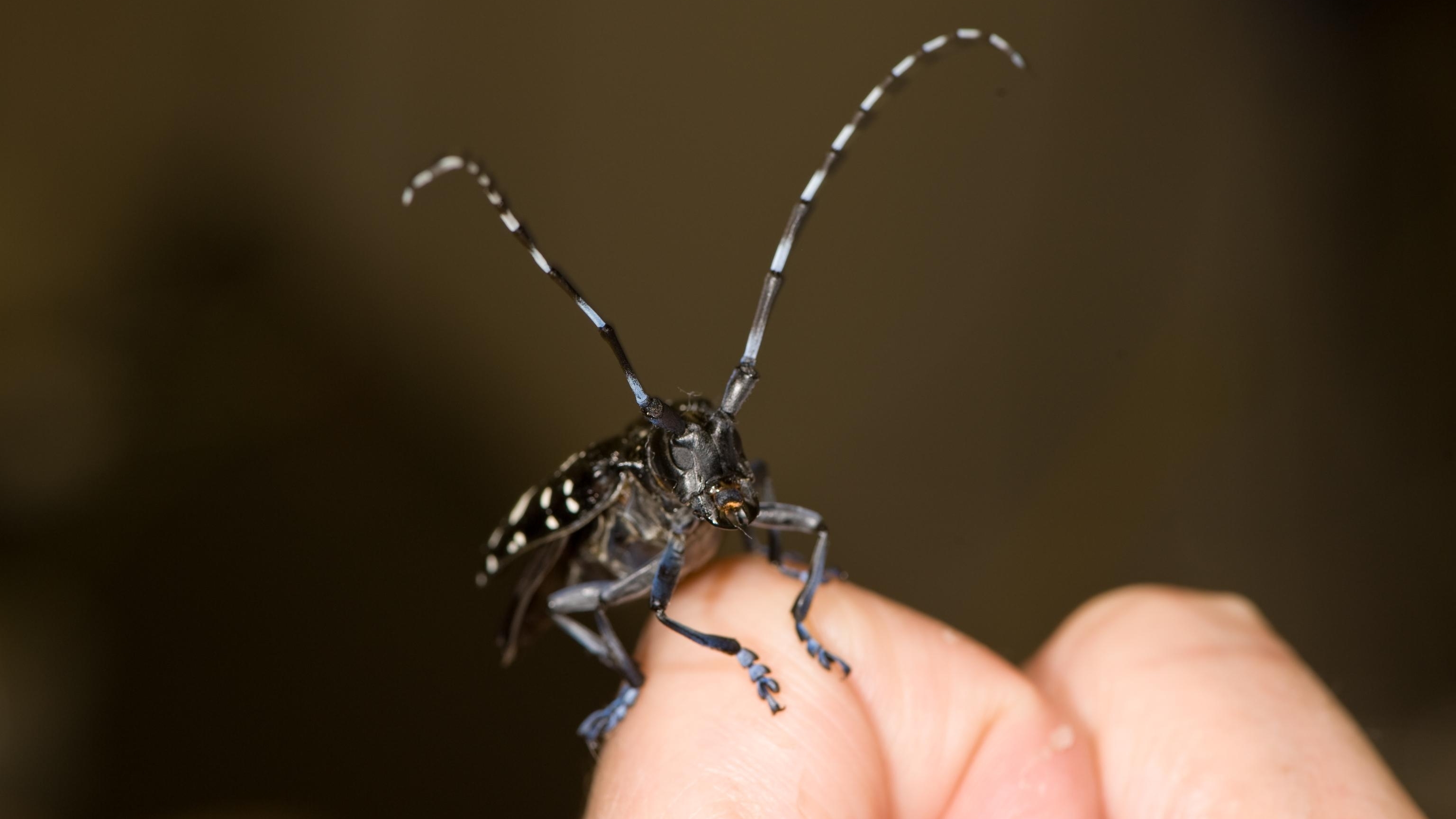 Balanced on an index finger the Asian longhorned beetle's face is dwarfed by its long black and white banded antenna.  The distinct bluish color on the ALB's legs and feet—a sign of a newly emerged adult.