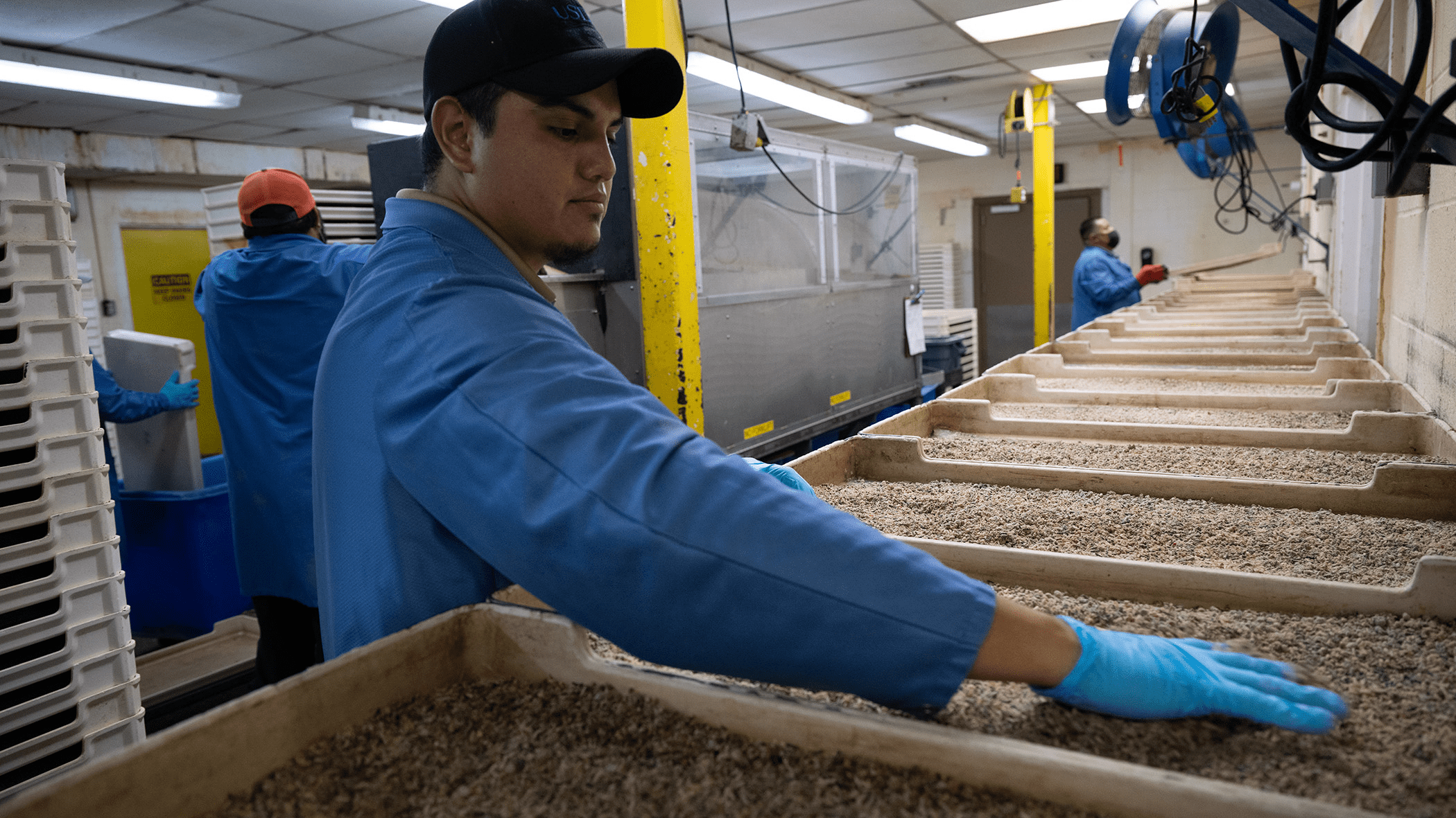 Man working with sterilized insects