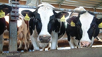 Several black and white patched cattle in a pen