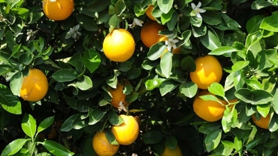 Orange Tree