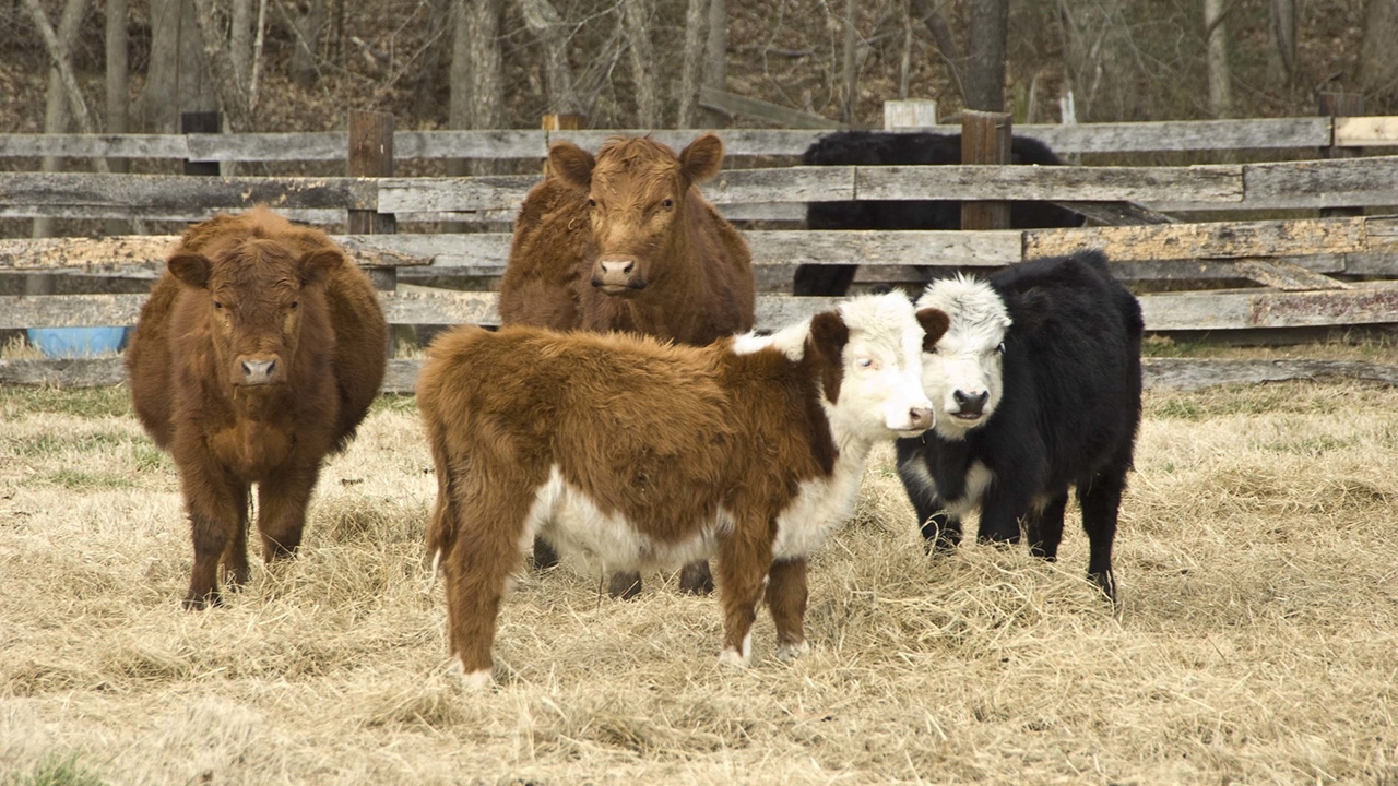 Three reddish brown cows and one black and white cow standing in winter grass.