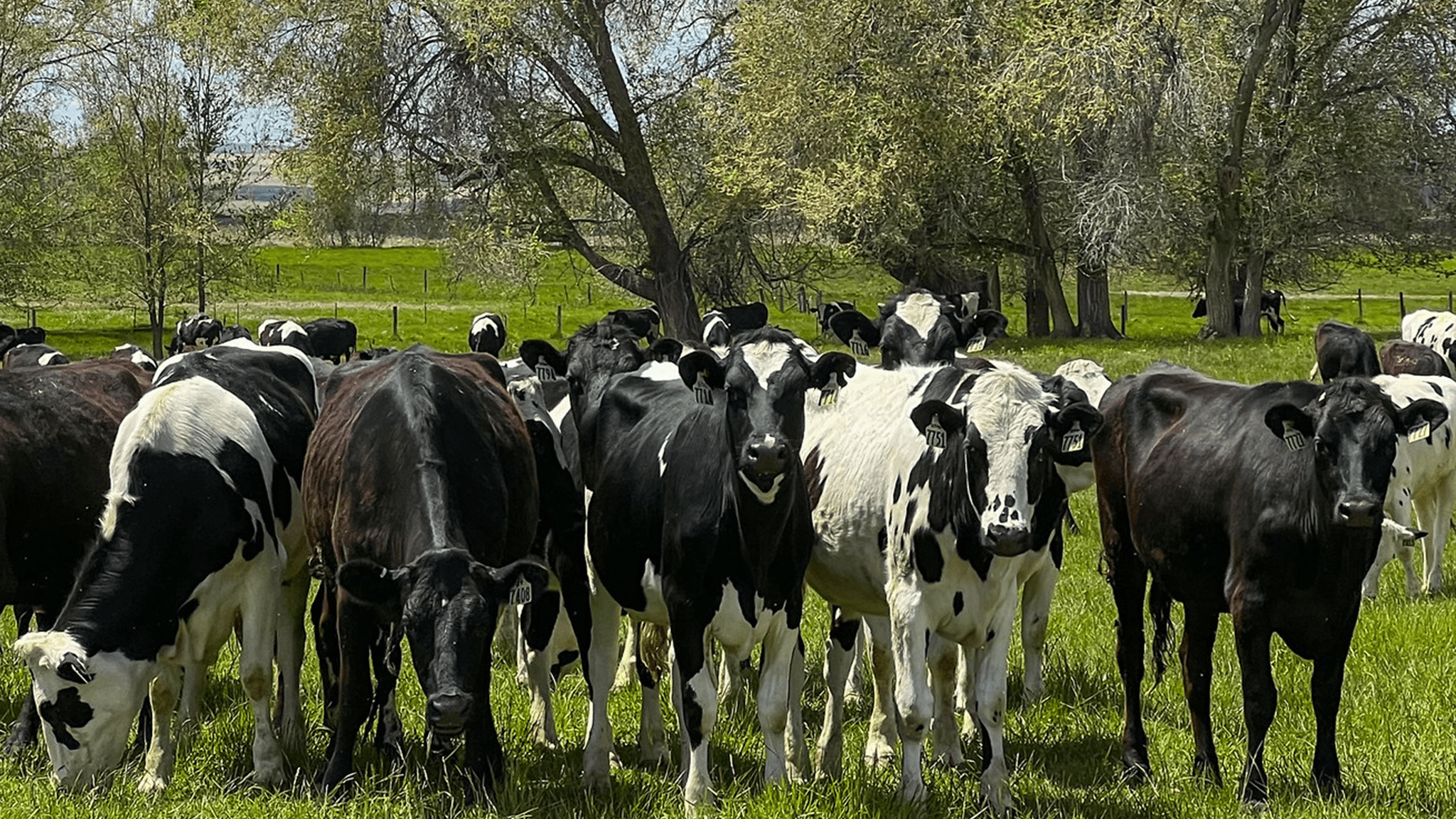 cows in field