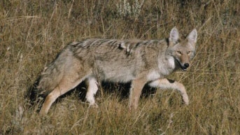 coyote