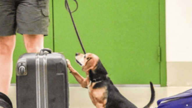 Black and brown beagle sitting next to a black suitcase with his paw resting on it