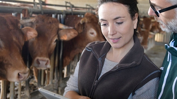 A man and women looking at paperwork with cows in the background