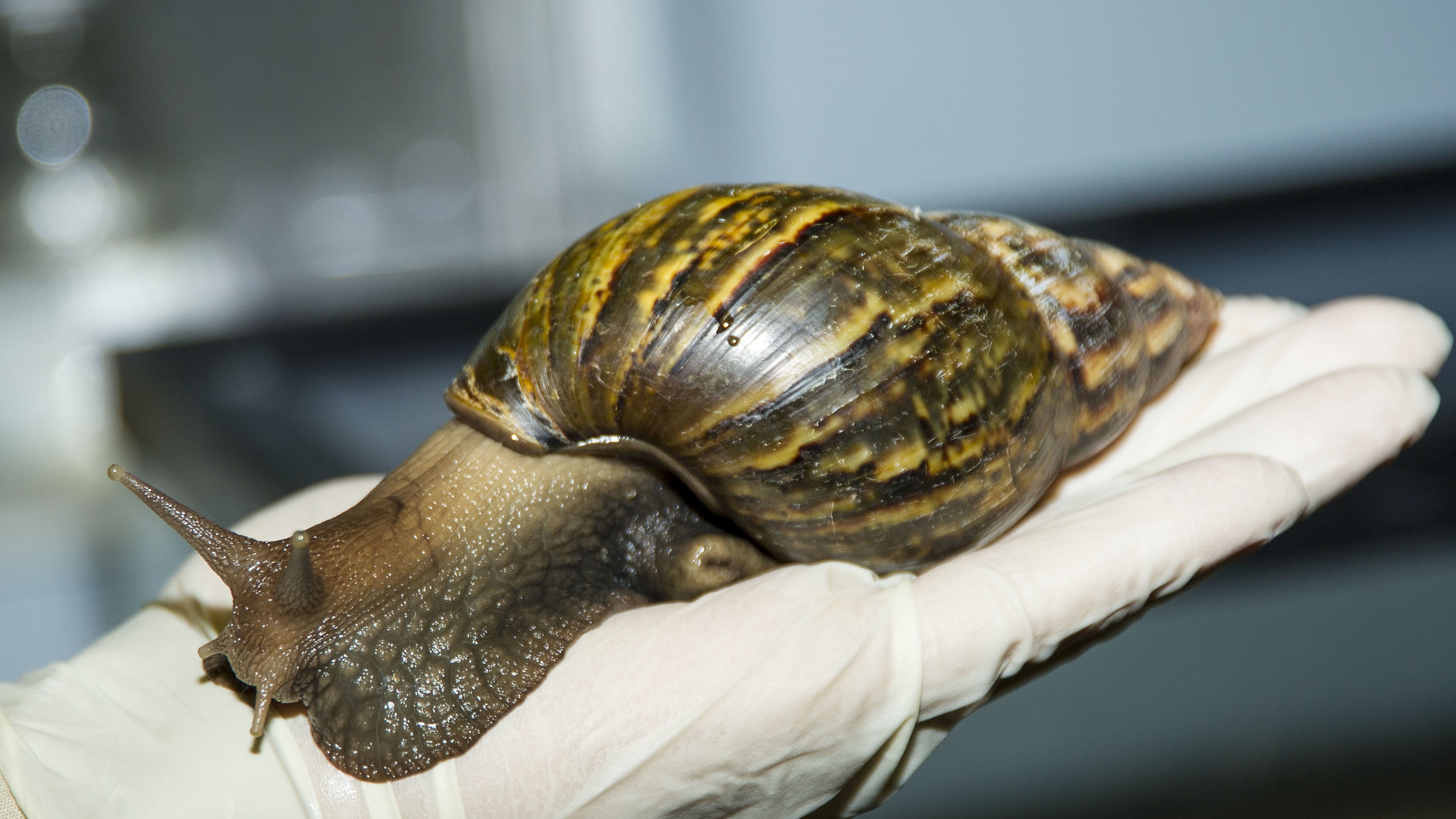 Large brown snail, approximately 8 inches in length, that has a dark brown shell with lighter brown vertical stripes sitting on a gloved hand. 