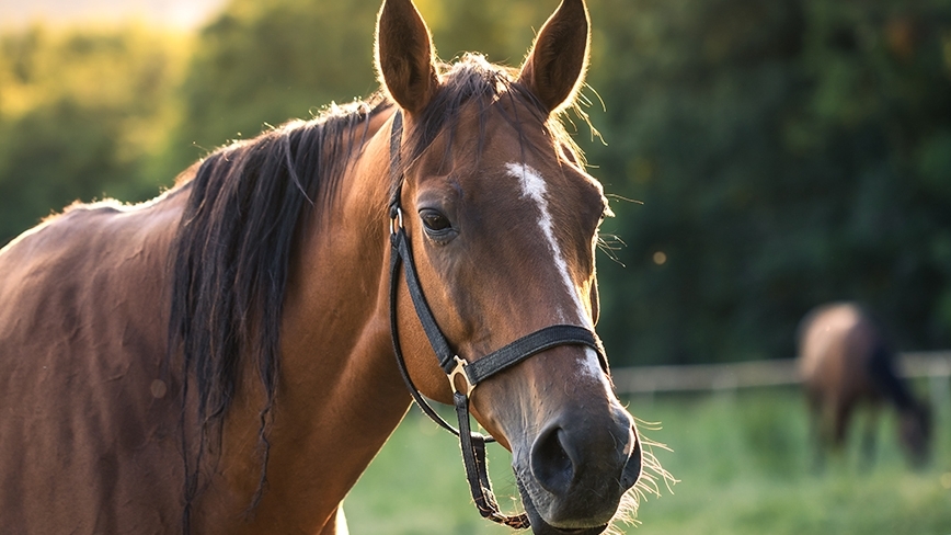 Close-up of a brown horse in a green pasture.