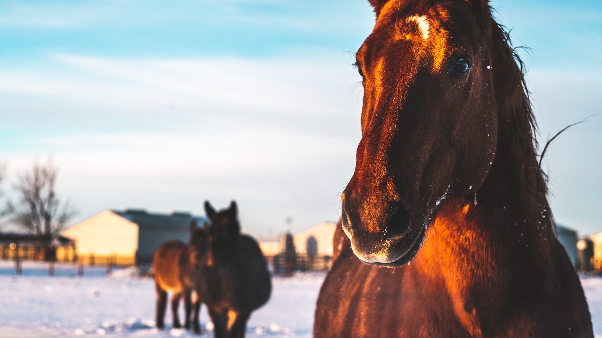 Close-up horse in field of snow.