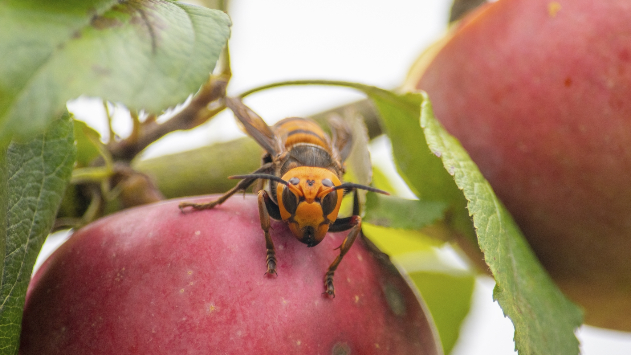 Large hornet with solid yellow-ish orange head with black eyes. Its abdomen has alternating bands that appear dark brown or black and yellow or orange.