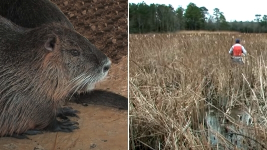 nutria