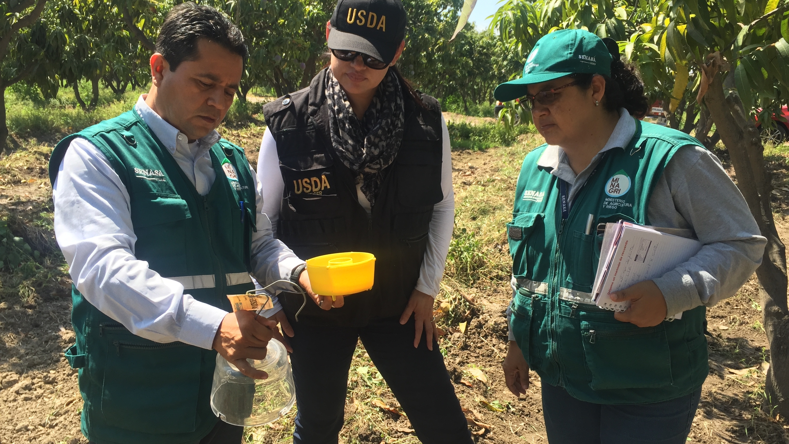 APHIS inspector onsite in a mango orchard in Peru