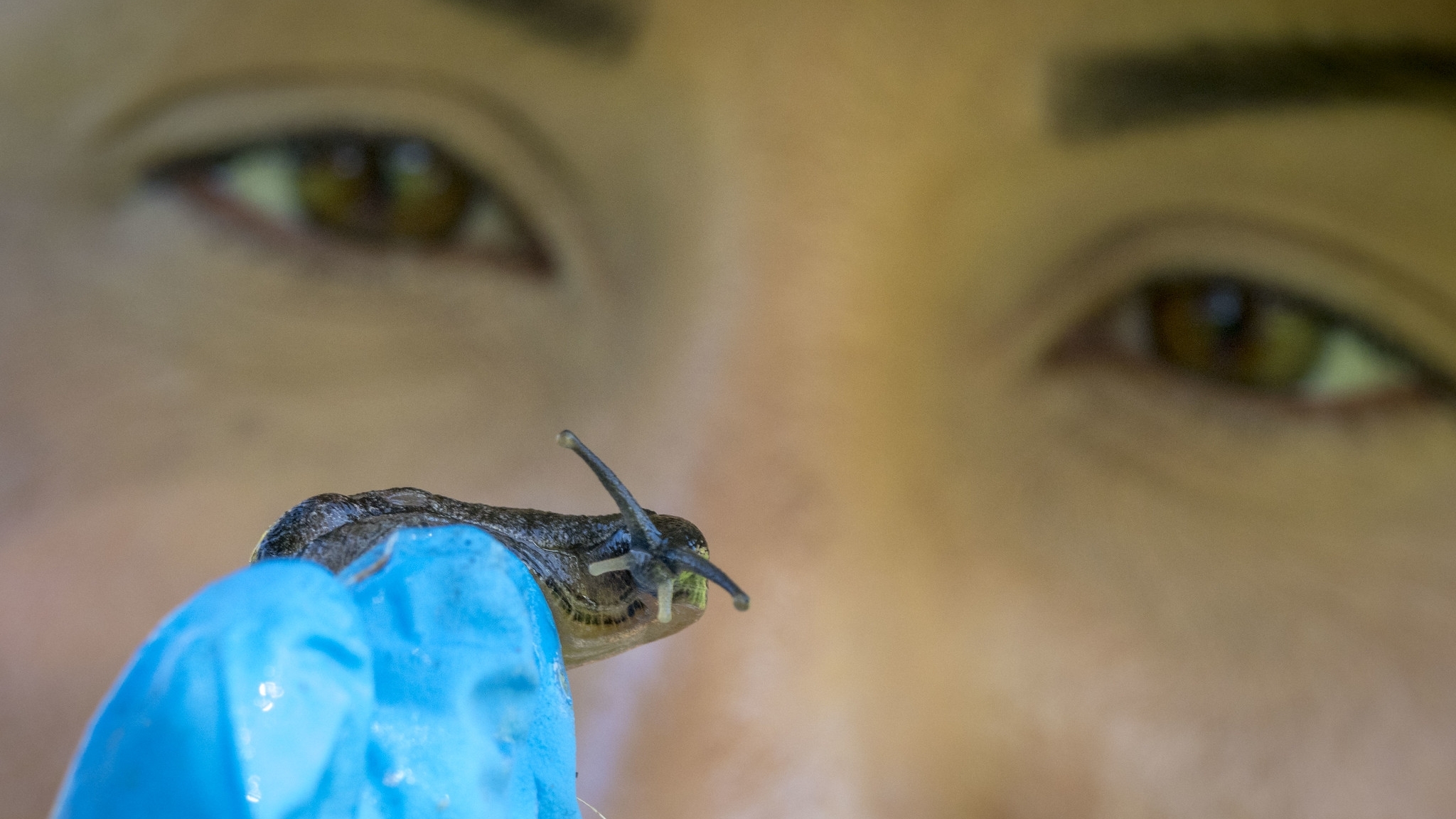 Close-up of woman wearing blue protective gloves holding a slug.