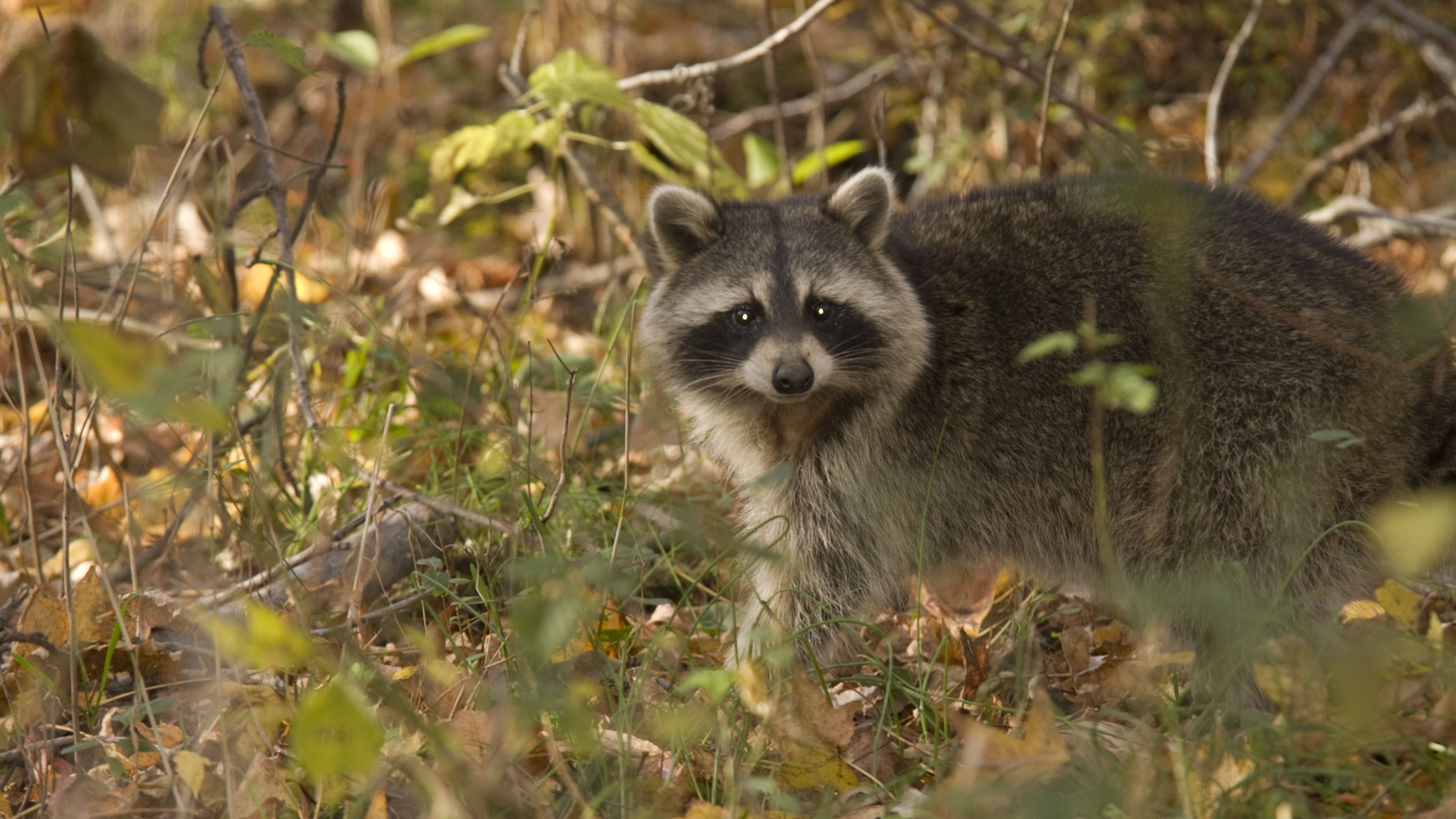 Raccoon walking in the woods