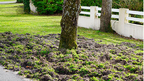 rooting damage