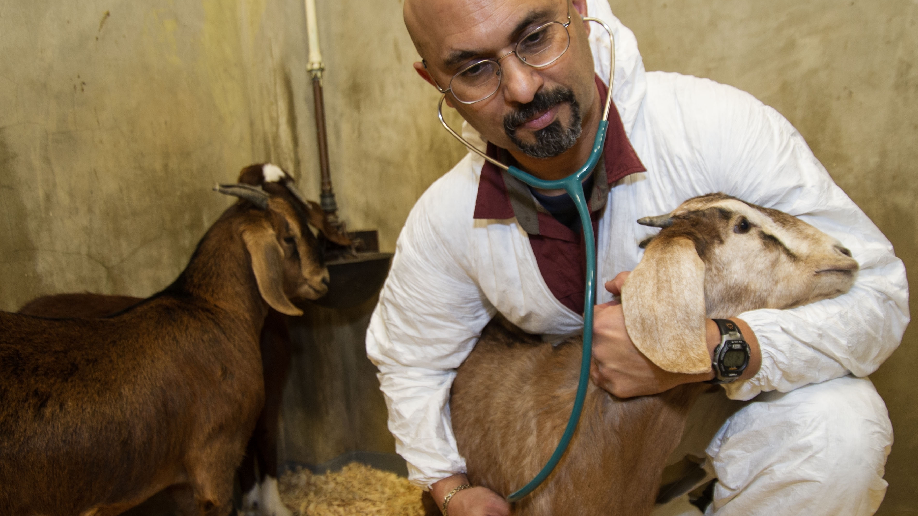 Male veterinarian using a stethoscope with goats in a pen.