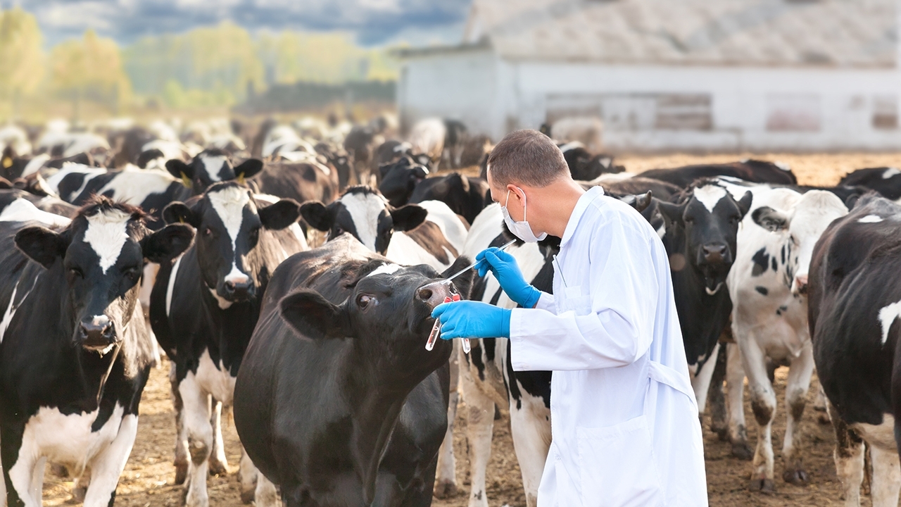 Veterinarian at Cattle Farm