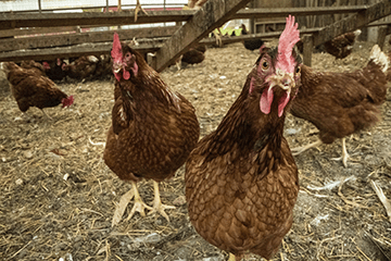 chickens in enclosure