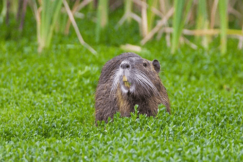 nutria in a green field