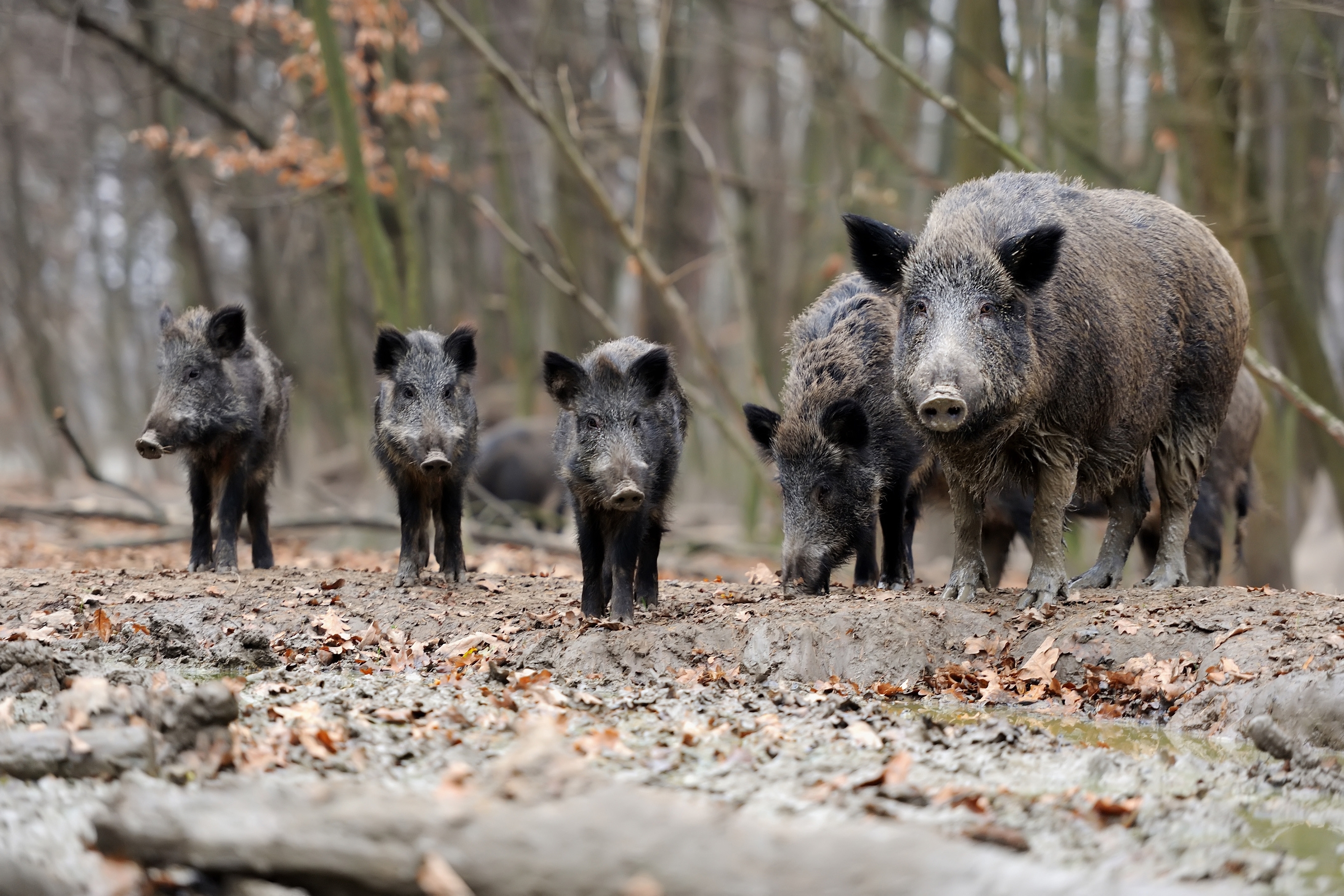 group of feral swine in a wooded area