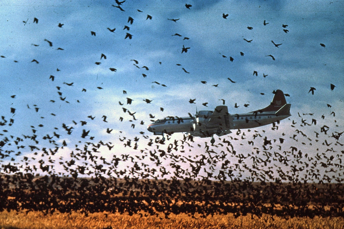 Plane landing as a flock of blackbirds takes flight