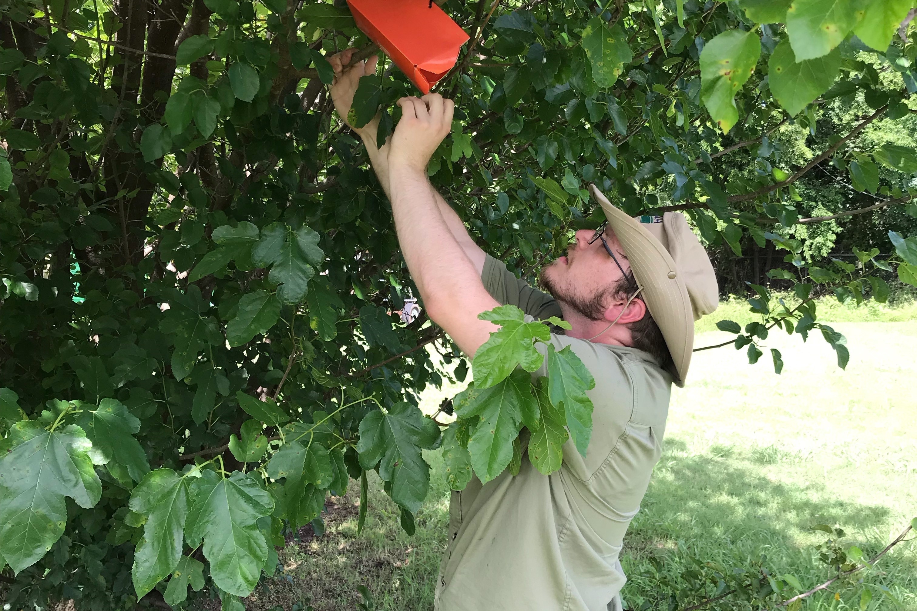 Student checking a trap