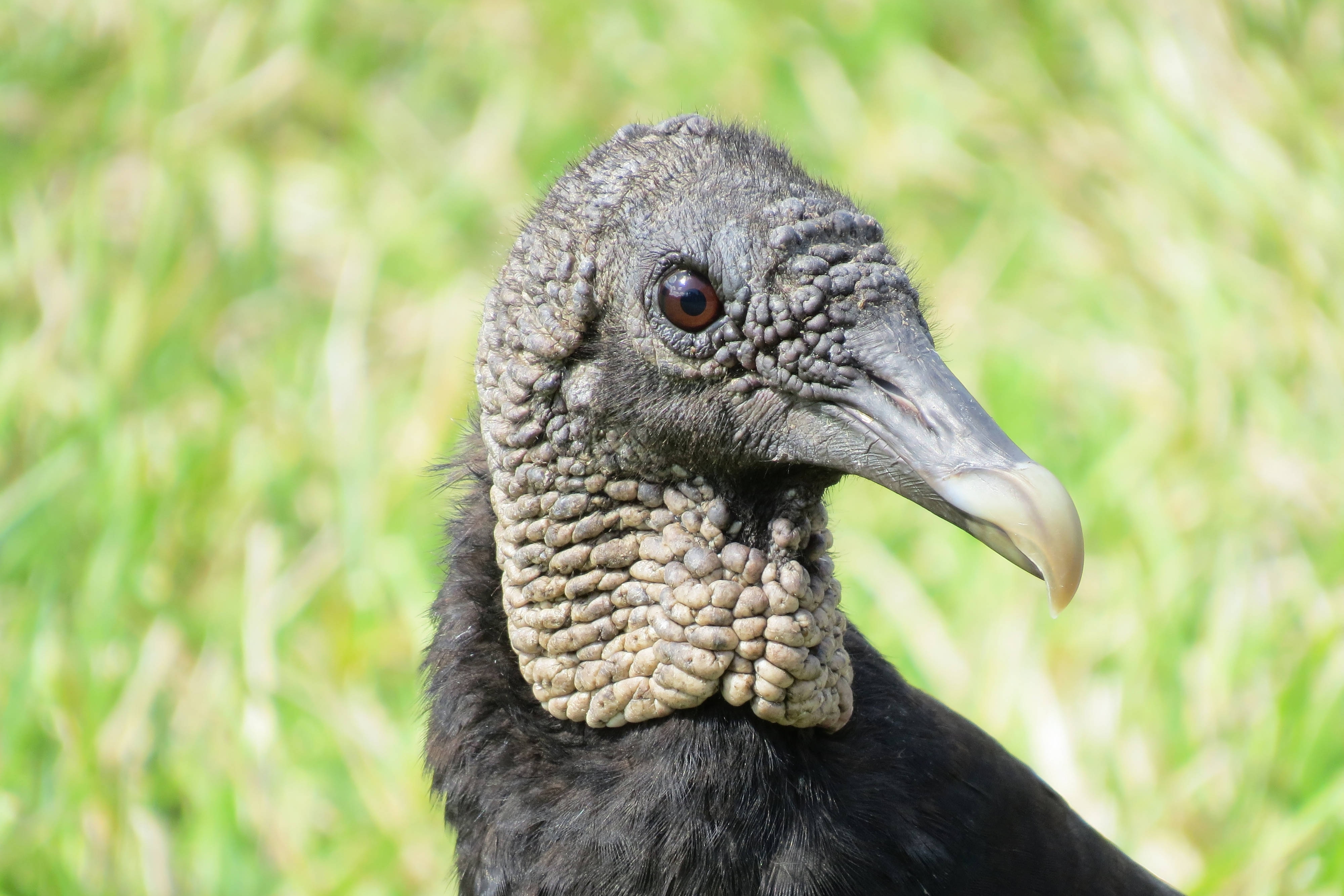 Vulture close up