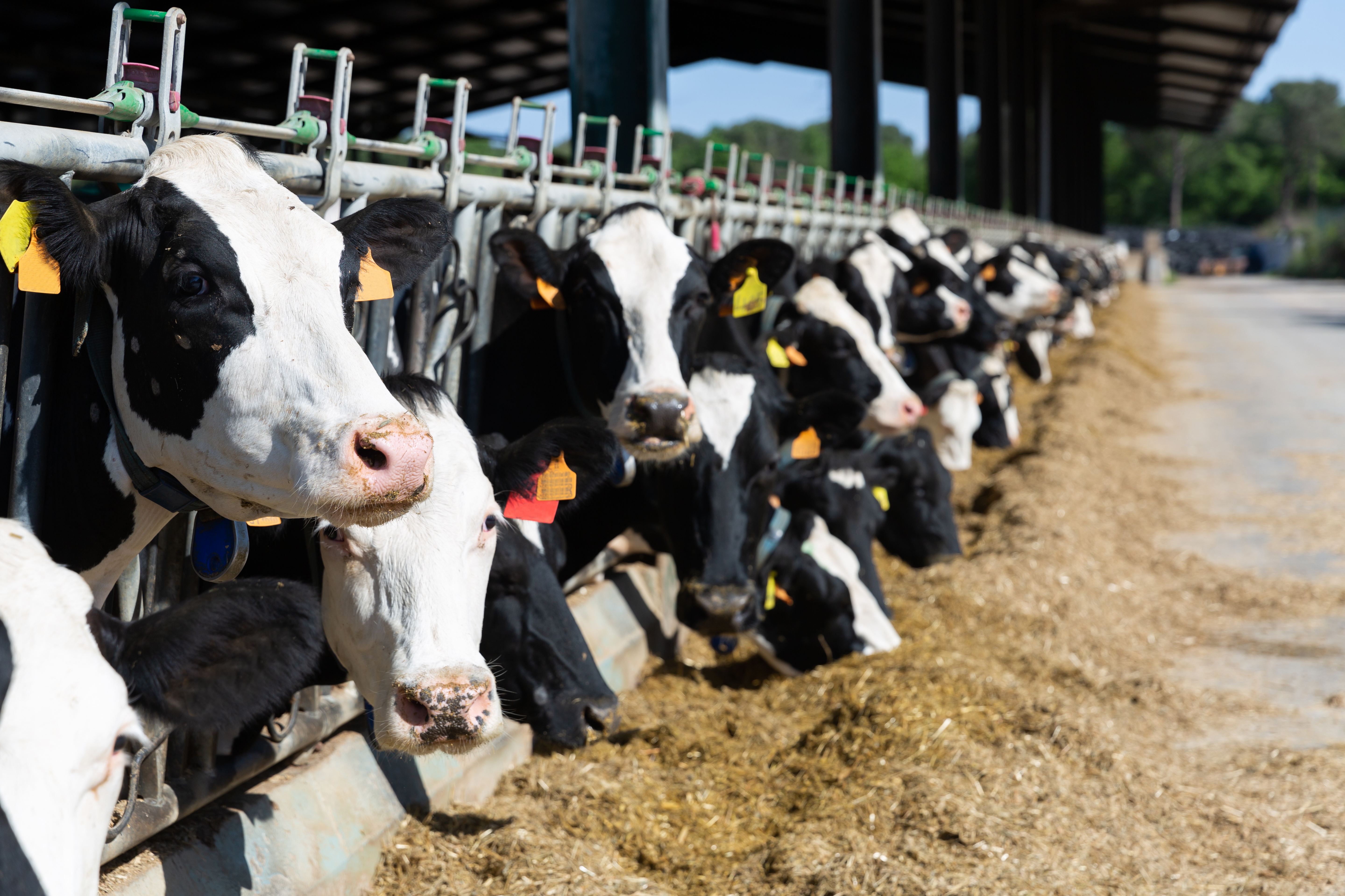 dairy cows in a modern cowshed