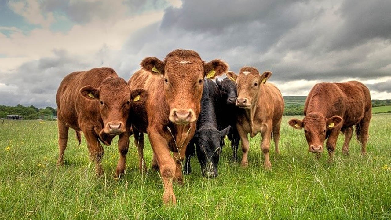 nahln-funding cows lined up in a field