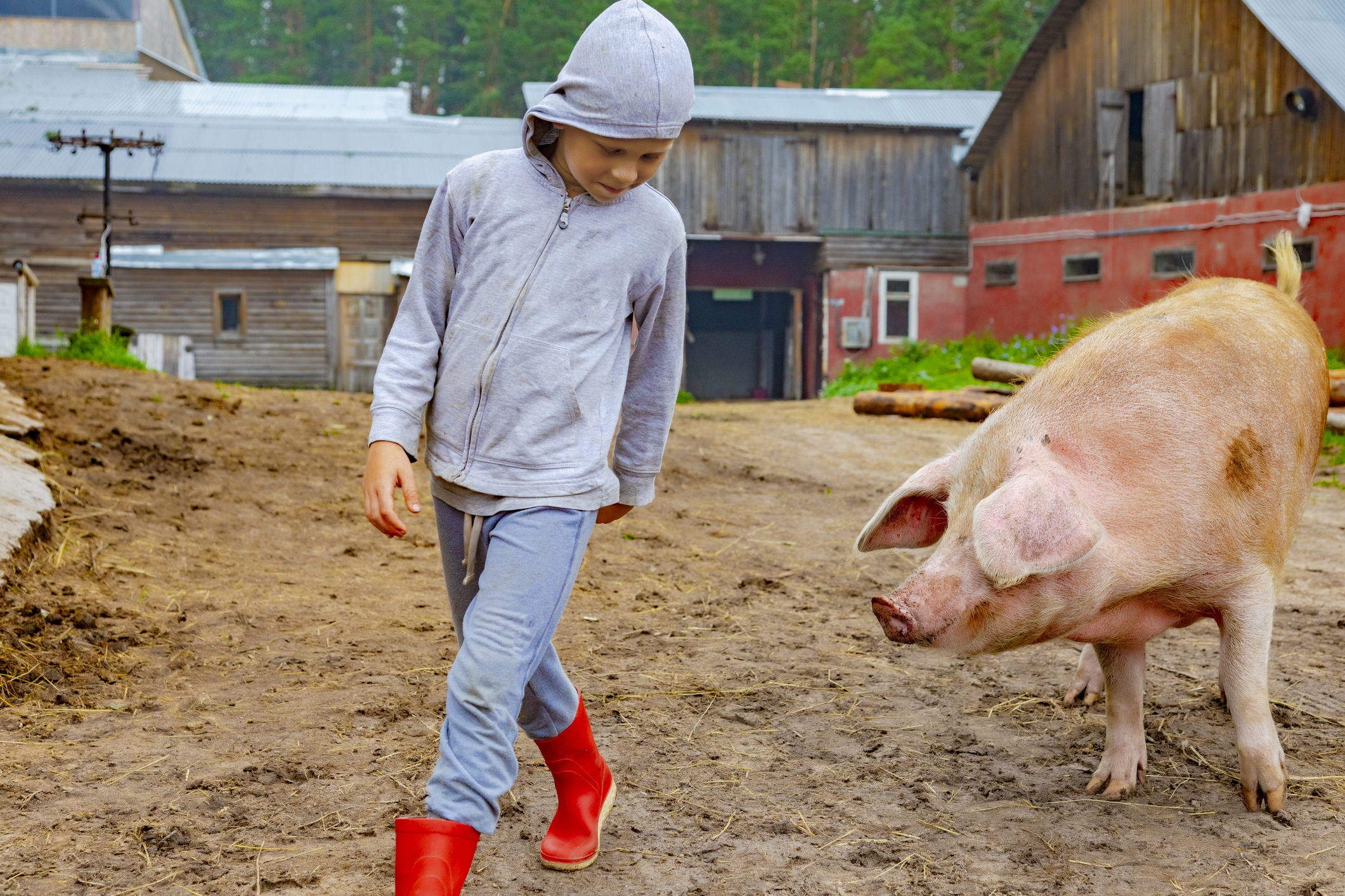 boy and a pig