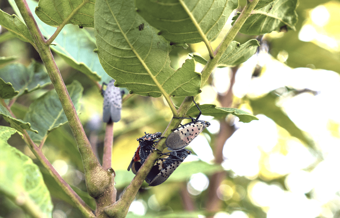 Adult spotted lanternflies