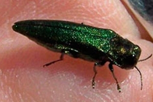 Adult Beetle Adult Beetle